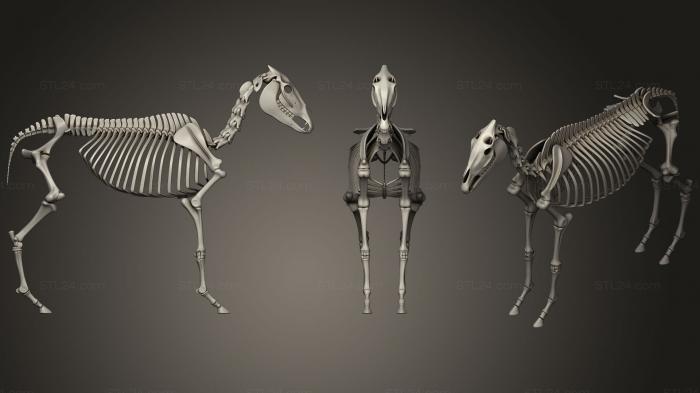 Анатомия скелеты и черепа (Скелет осла, ANTM_0392) 3D модель для ЧПУ станка